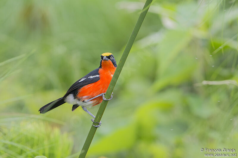 Papyrus Gonolekadult