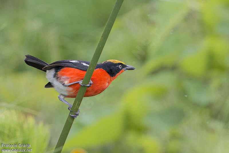 Papyrus Gonolekadult, pigmentation, Behaviour