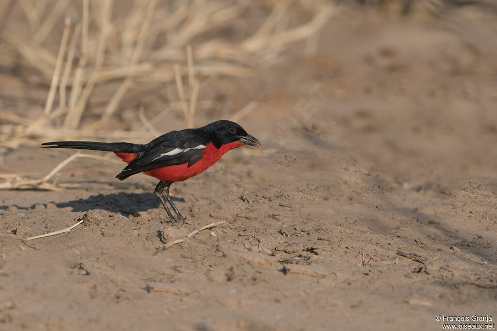 Gonolek rouge et noir