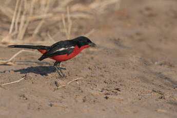 Gonolek rouge et noir