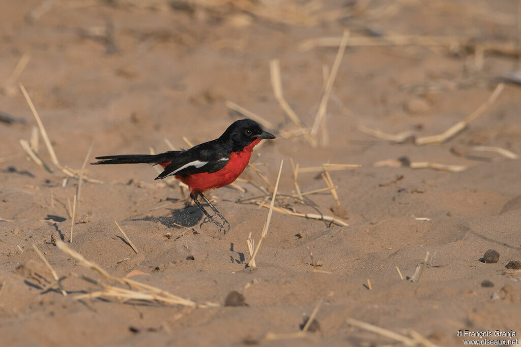 Gonolek rouge et noir