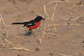 Gonolek rouge et noir