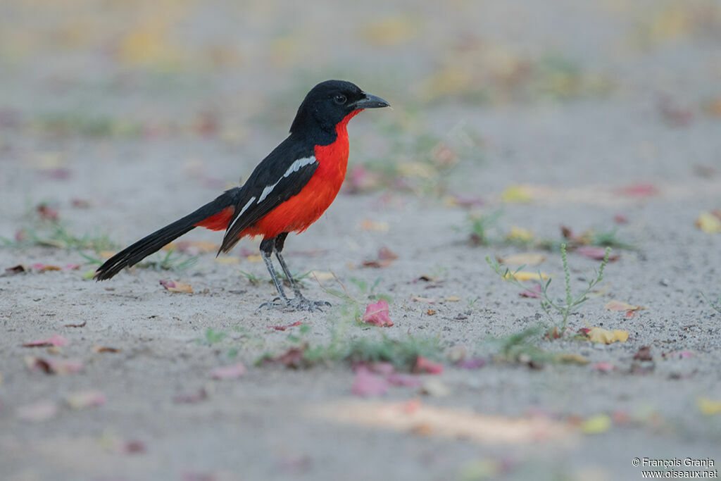 Gonolek rouge et noir