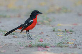 Gonolek rouge et noir