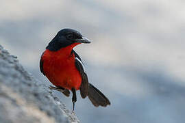 Crimson-breasted Shrike