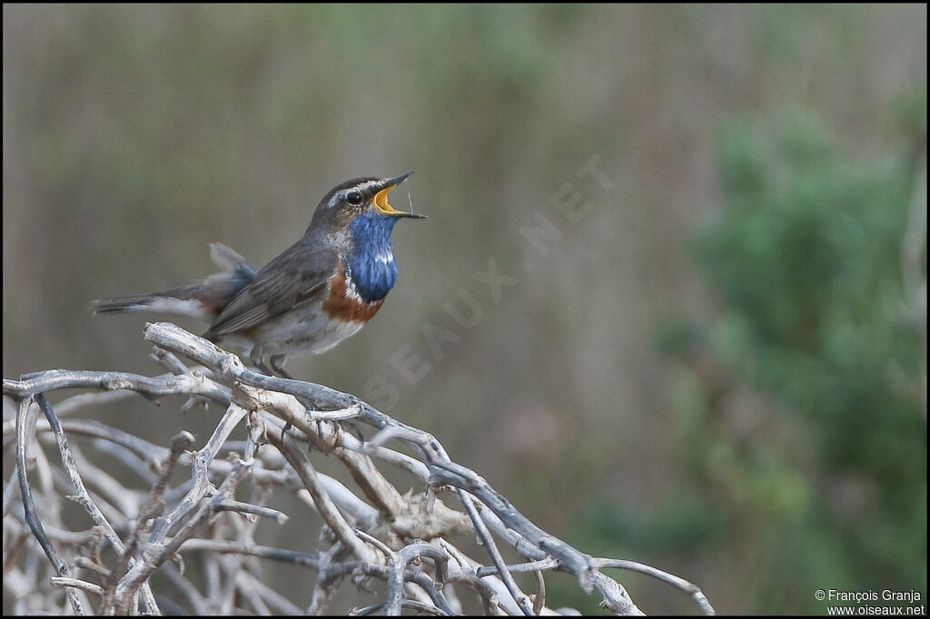 Bluethroat male adult, song