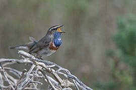 Bluethroat