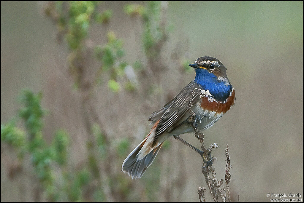 Gorgebleue à miroir mâle adulte