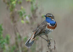 Bluethroat