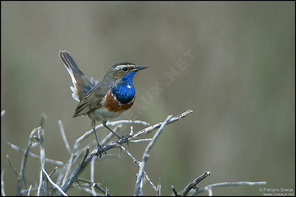 Gorgebleue à miroir mâle adulte