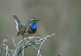 Bluethroat