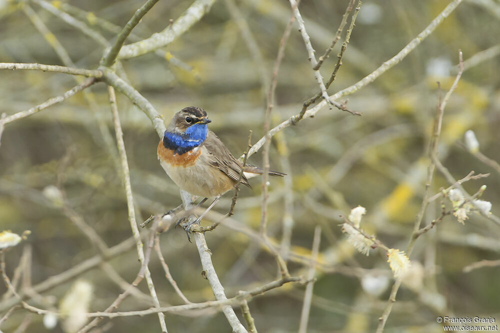 Bluethroat male adult