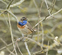 Bluethroat