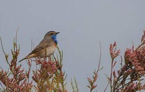 Bluethroat