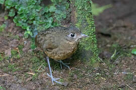 Plain-backed Antpitta