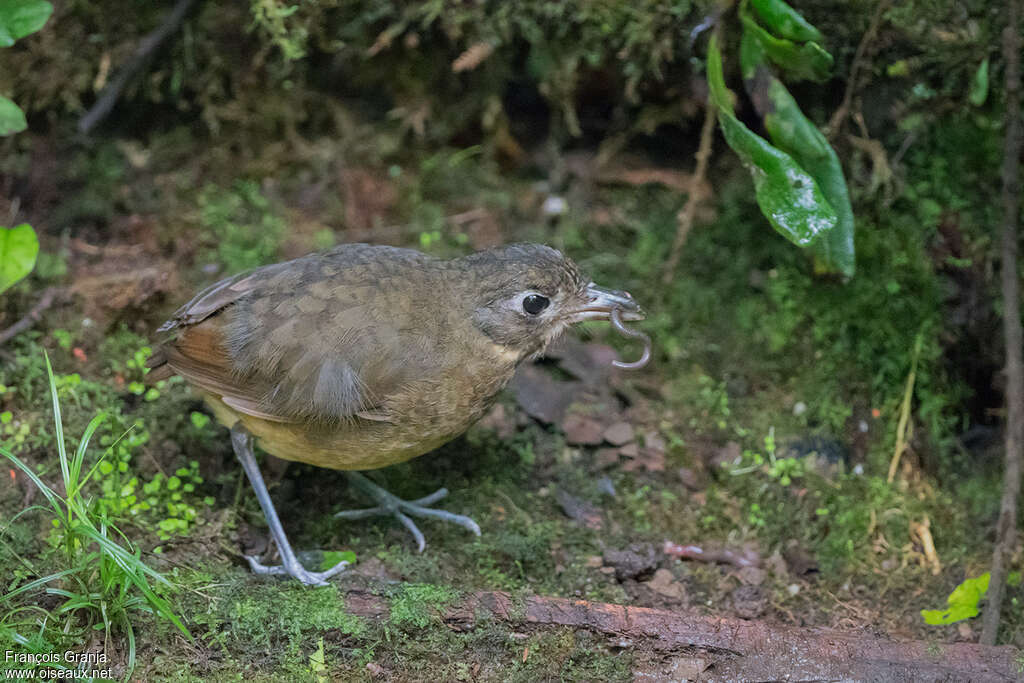 Plain-backed Antpittaadult, feeding habits