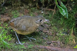 Plain-backed Antpitta