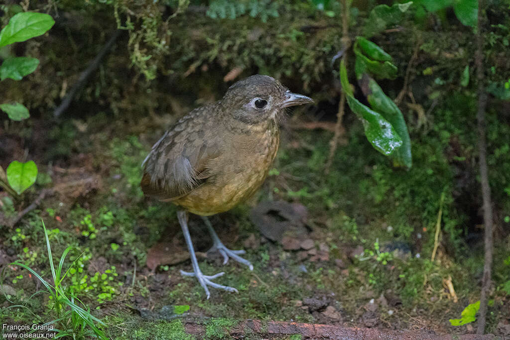 Grallaire à dos uniadulte, identification