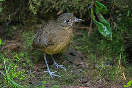 Plain-backed Antpitta