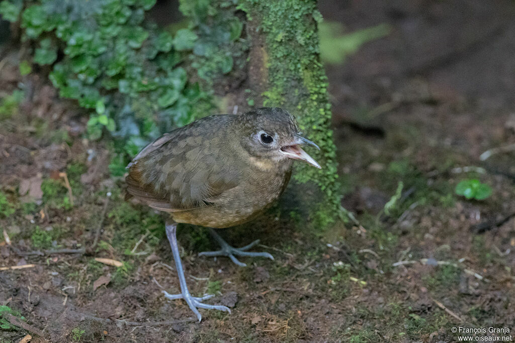 Plain-backed Antpitta