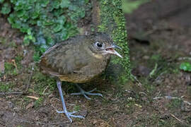 Plain-backed Antpitta