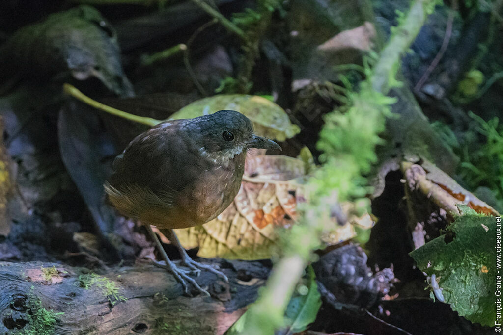 Moustached Antpitta