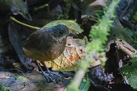 Moustached Antpitta