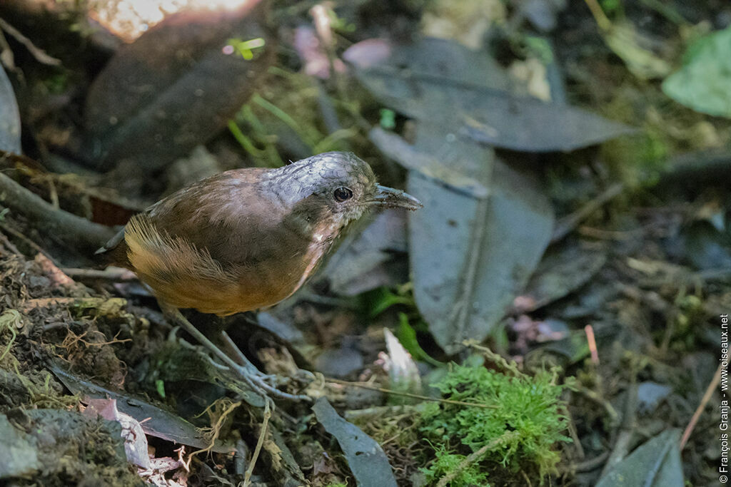 Moustached Antpitta