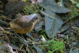 Moustached Antpitta