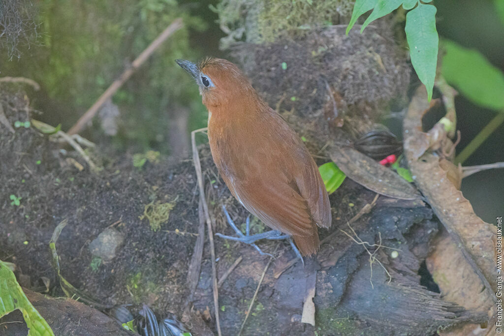 Yellow-breasted Antpitta