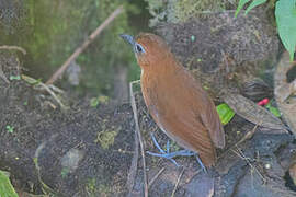 Yellow-breasted Antpitta