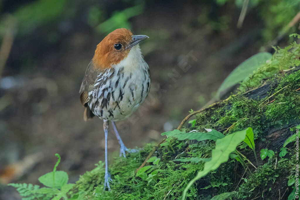 Grallaire à tête rousse