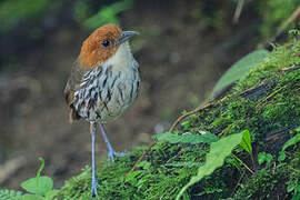 Chestnut-crowned Antpitta