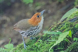 Chestnut-crowned Antpitta