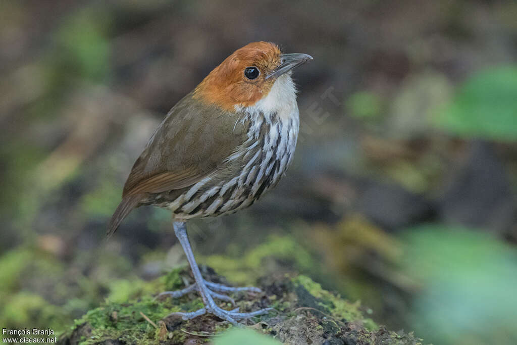 Grallaire à tête rousseadulte, identification