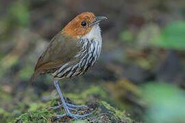 Chestnut-crowned Antpitta