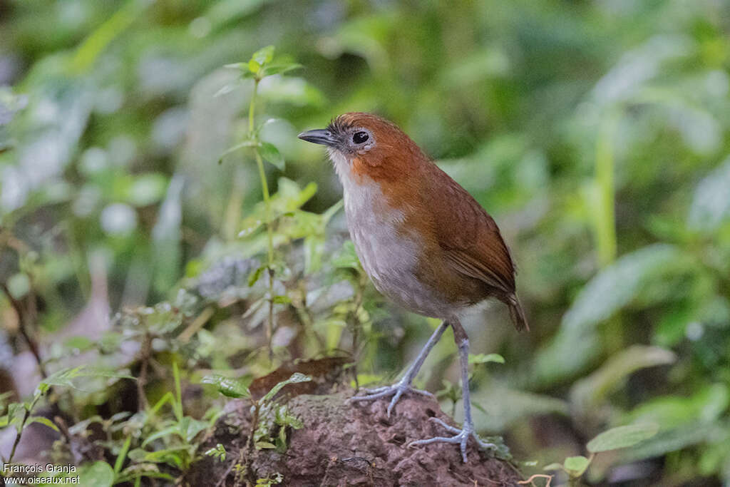 Grallaire à ventre blancadulte, identification