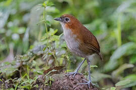 White-bellied Antpitta