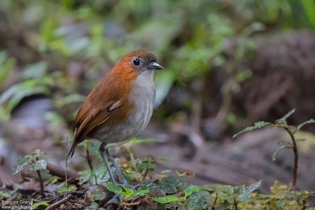 Grallaire à ventre blancadulte, identification