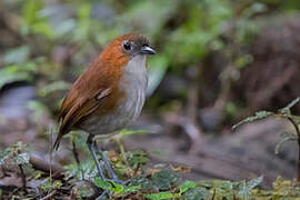 White-bellied Antpitta