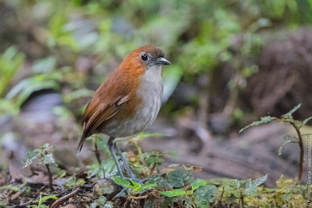 White-bellied Antpitta