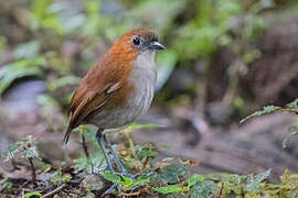 White-bellied Antpitta