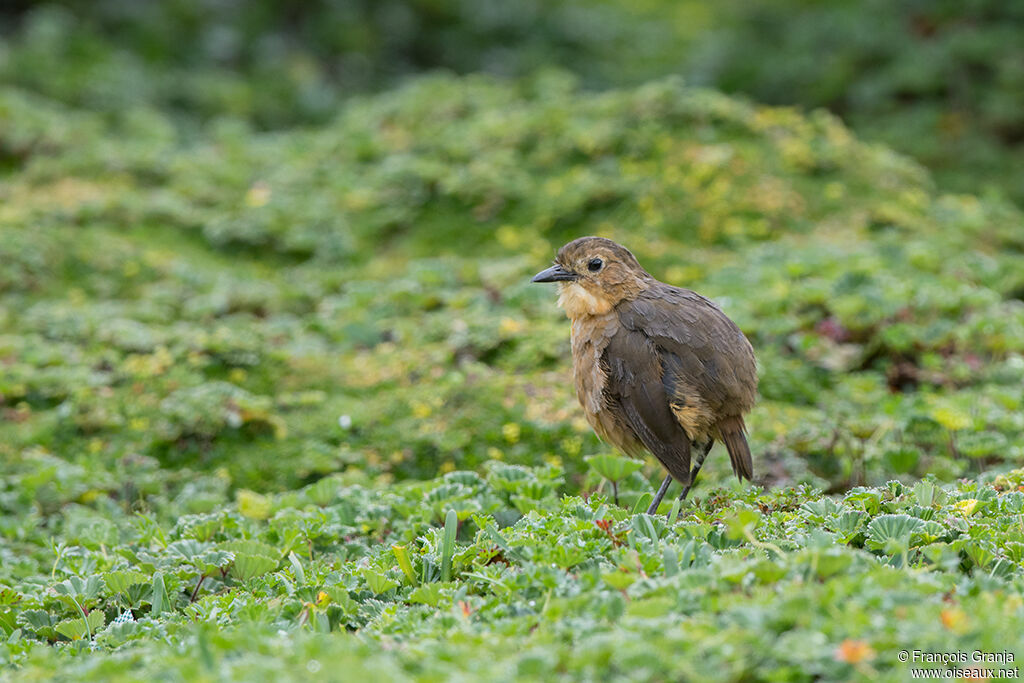 Tawny Antpitta