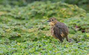 Tawny Antpitta