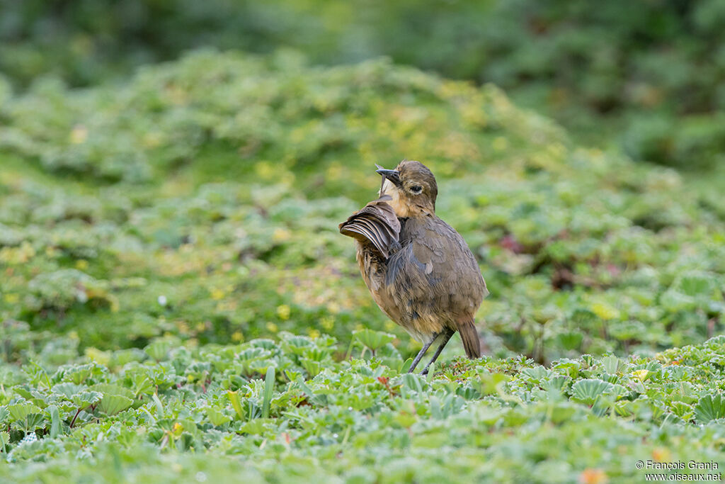 Tawny Antpitta