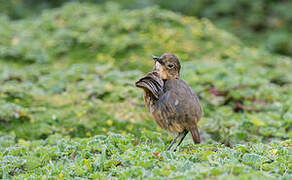 Tawny Antpitta