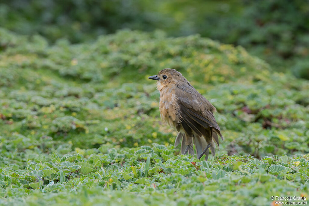 Tawny Antpitta