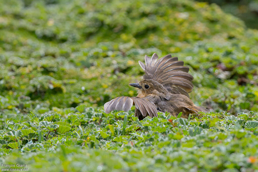 Tawny Antpittaadult, habitat, care, Behaviour