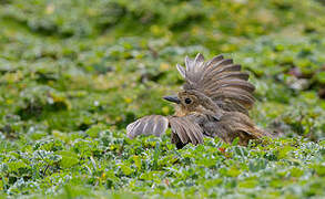 Tawny Antpitta