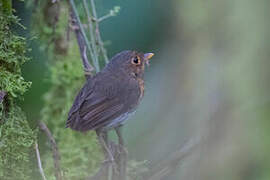 Ochre-breasted Antpitta